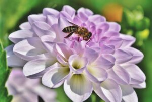 dahlia, blossom, bloom